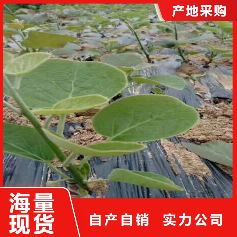猕猴桃_石榴树欢迎来电询价