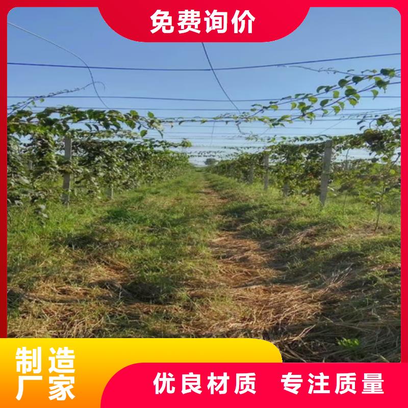 猕猴桃-苹果苗实力商家供货稳定