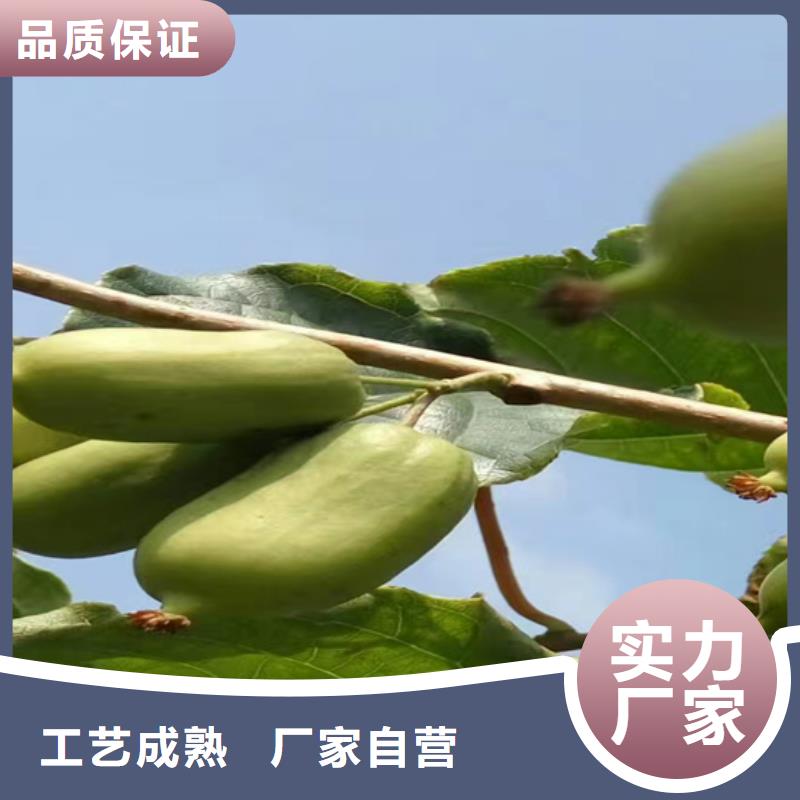【猕猴桃-樱桃苗丰富的行业经验】