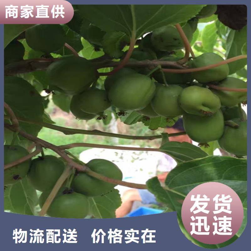 猕猴桃,【桃树苗】供货及时