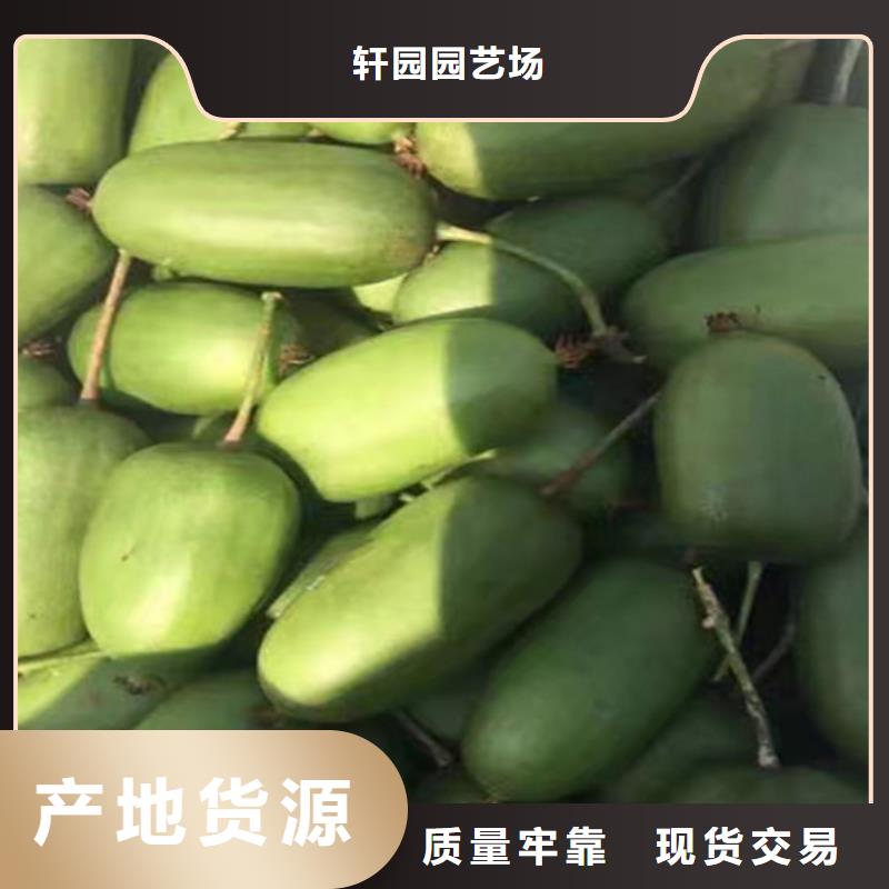 猕猴桃-【苹果苗】源头直供