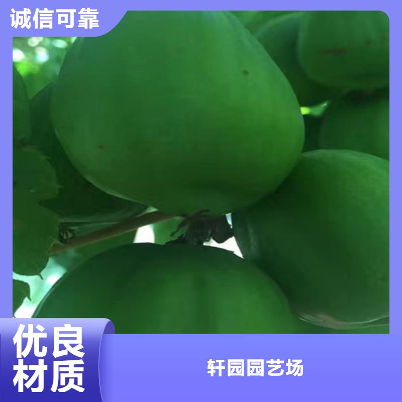猕猴桃-苹果苗实力商家供货稳定
