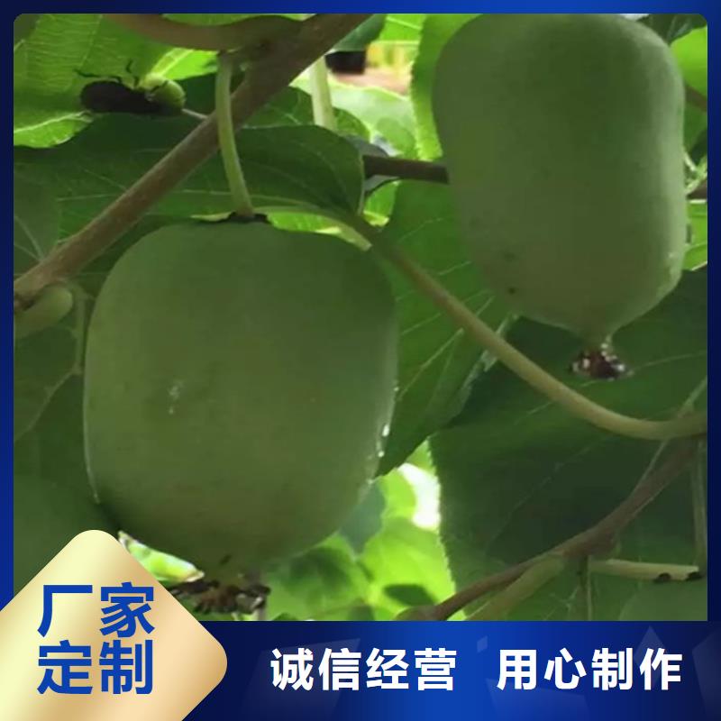 猕猴桃-苹果苗实力商家供货稳定