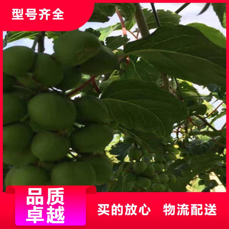 猕猴桃_樱桃苗甄选好厂家