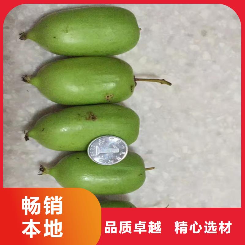 红心猕猴桃苗欢迎咨询