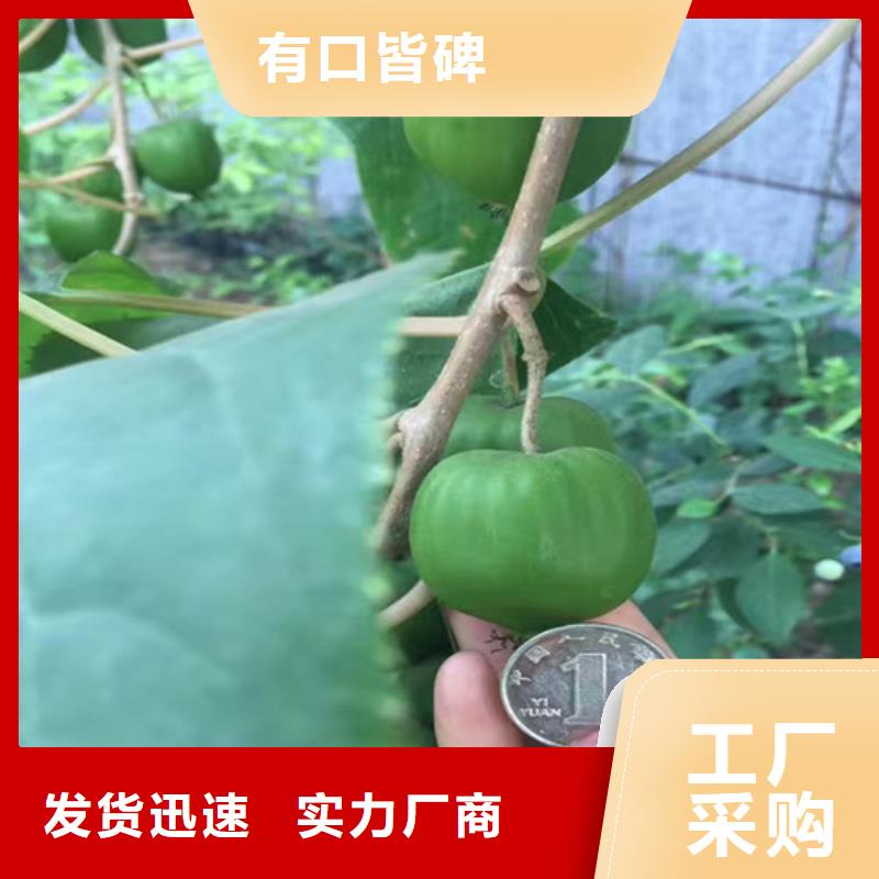 猕猴桃_樱桃苗甄选好厂家