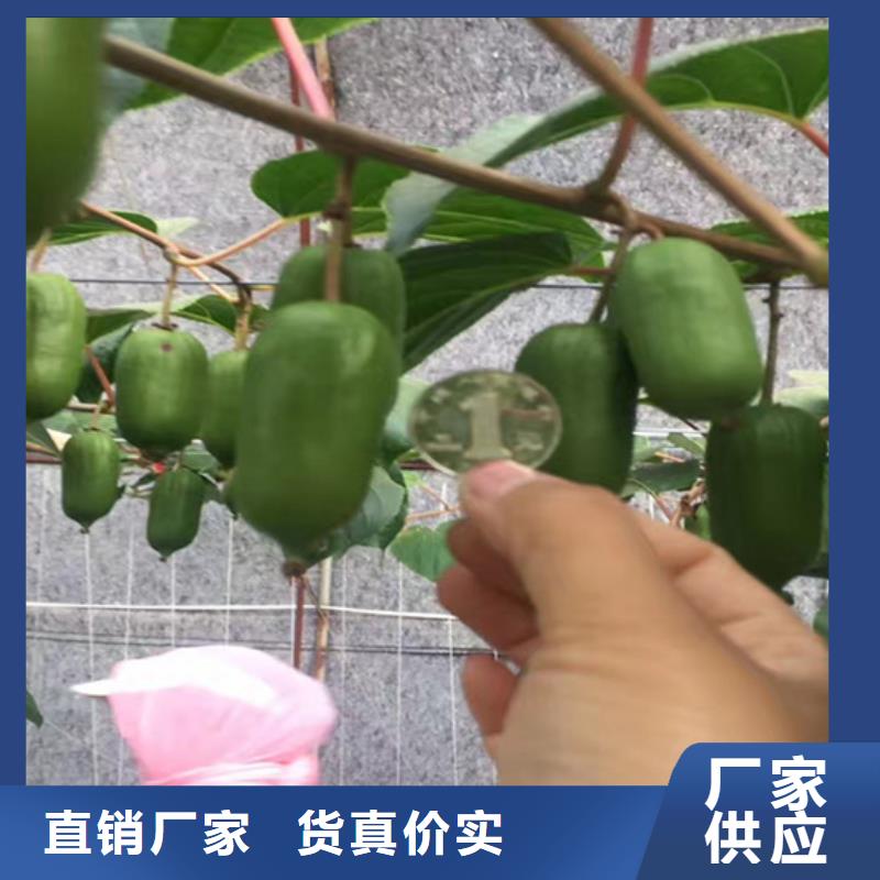 猕猴桃黄瓜苗专业生产品质保证