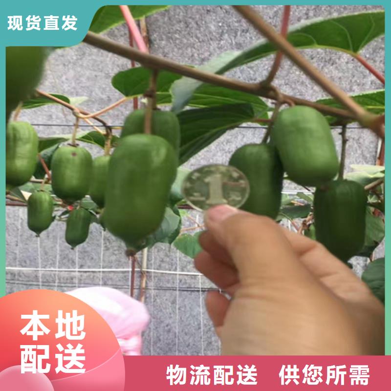 红心猕猴桃苗欢迎咨询
