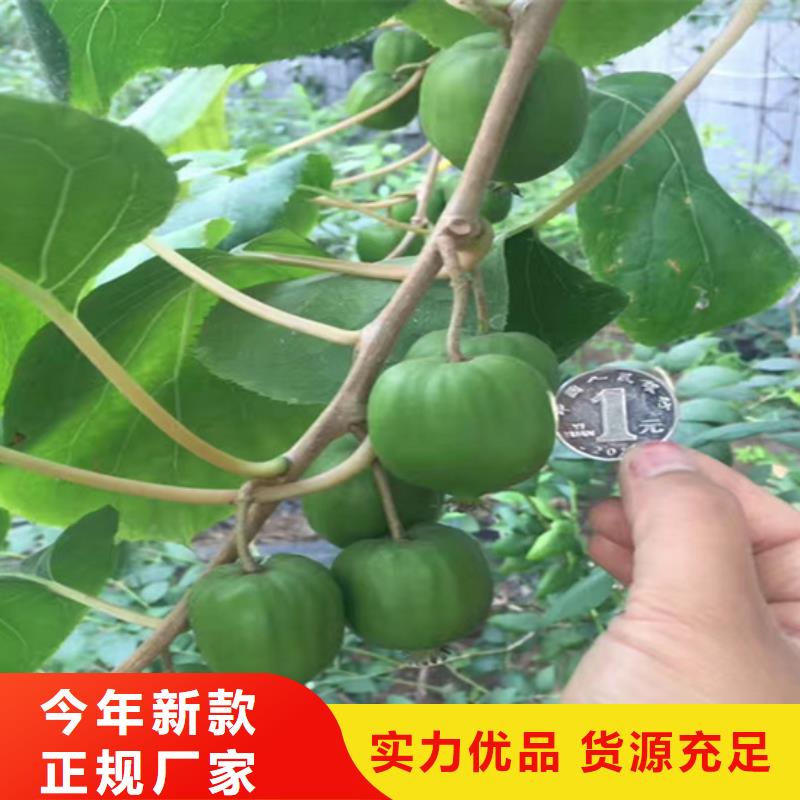 猕猴桃樱桃苗您身边的厂家