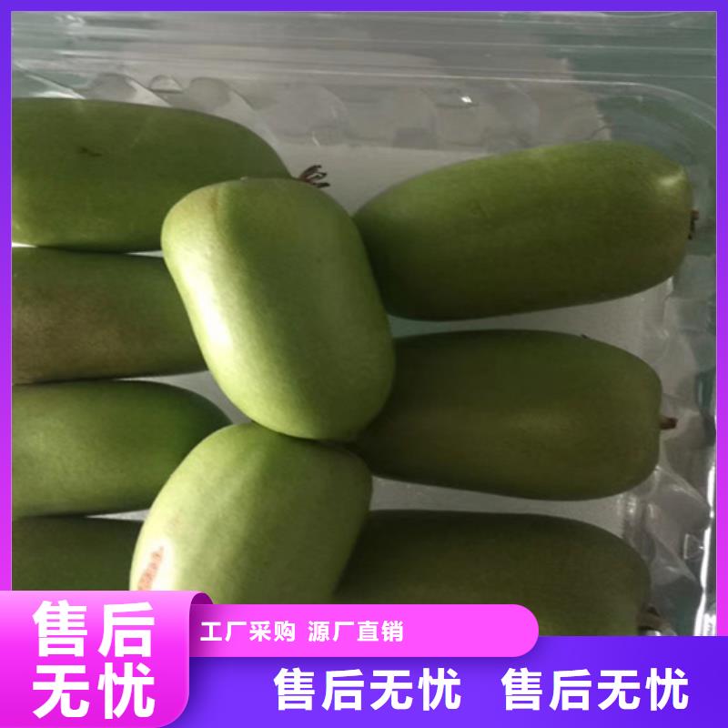 猕猴桃樱桃苗您身边的厂家