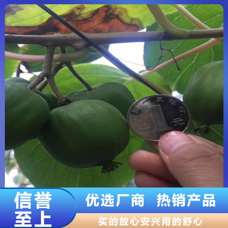 猕猴桃-葡萄苗供货及时