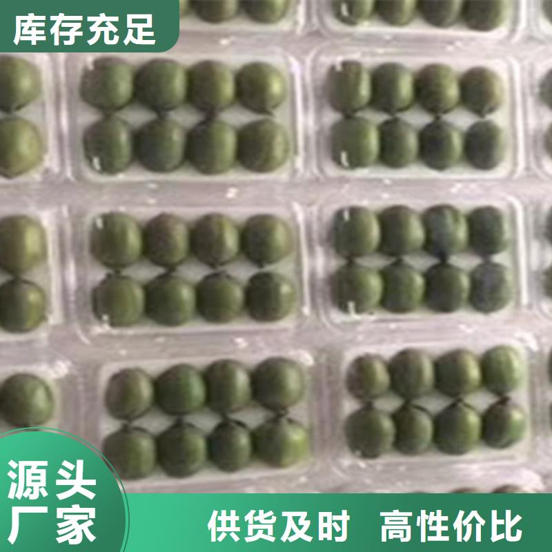 猕猴桃李子苗欢迎来电咨询