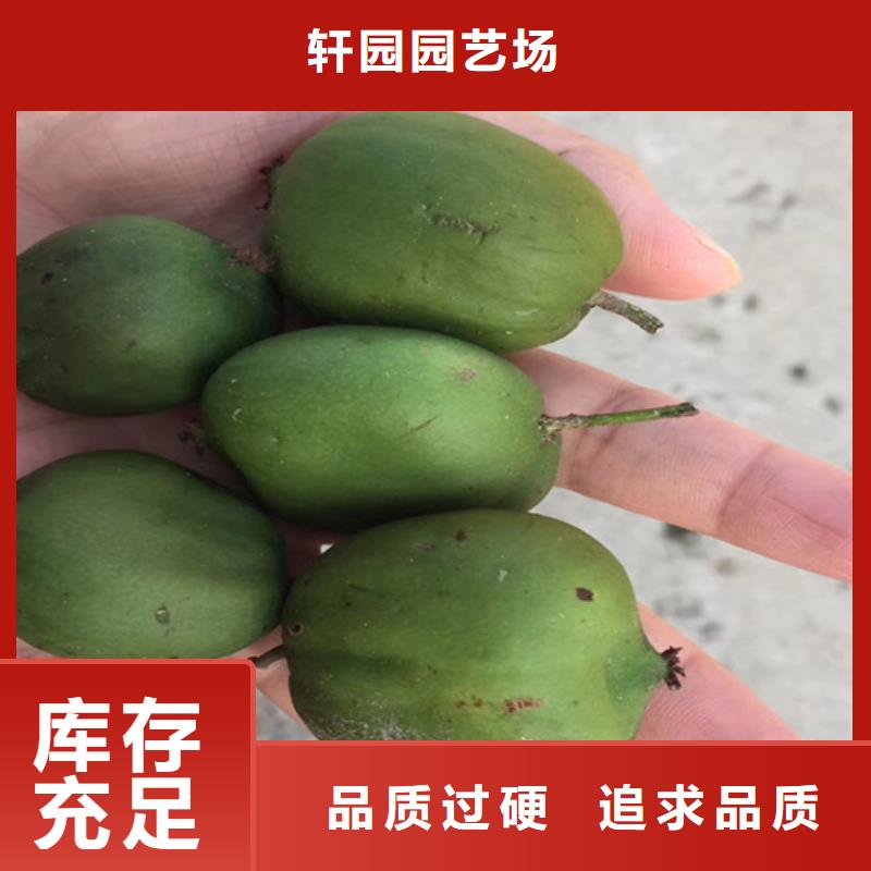 猕猴桃樱桃苗助您降低采购成本