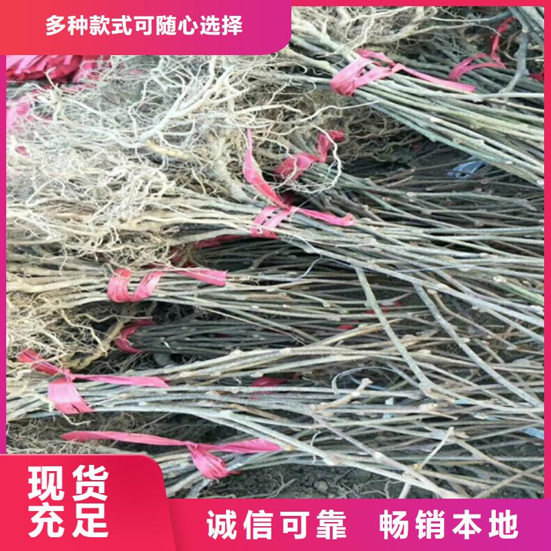 猕猴桃-葡萄苗供货及时