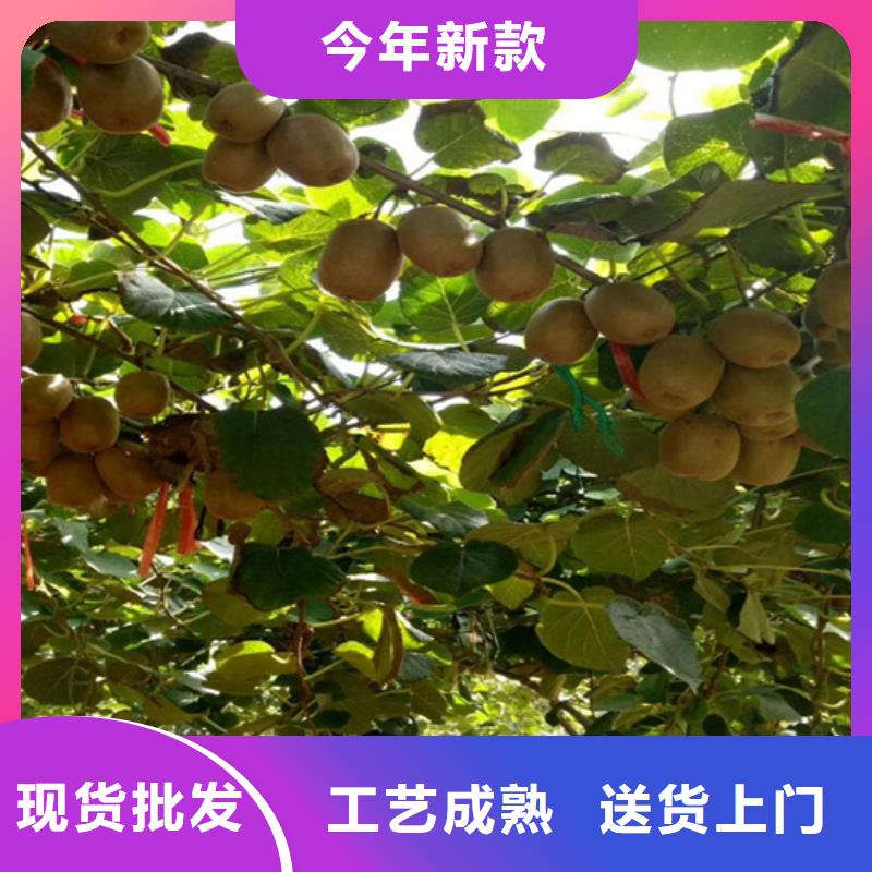 猕猴桃樱桃苗极速发货