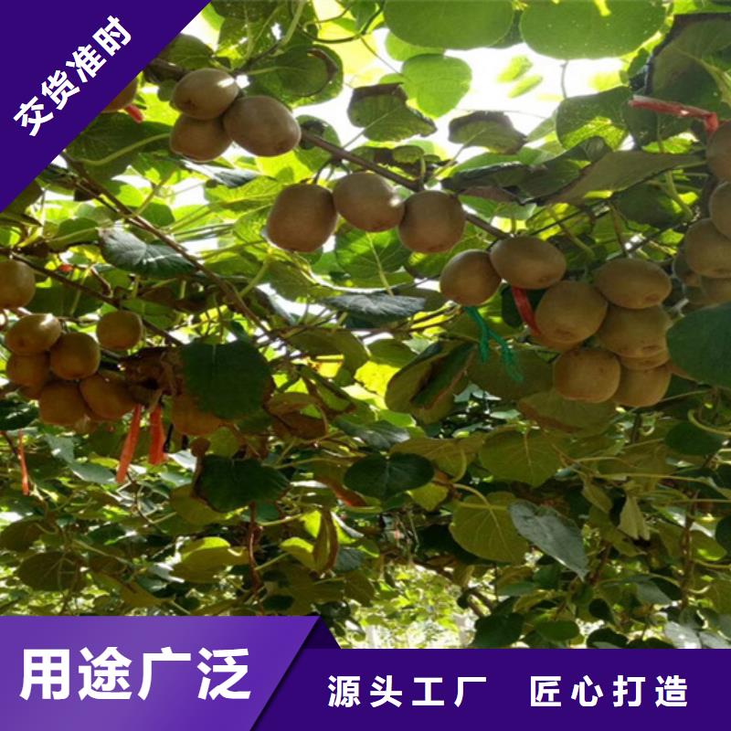 猕猴桃-苹果苗厂家定制