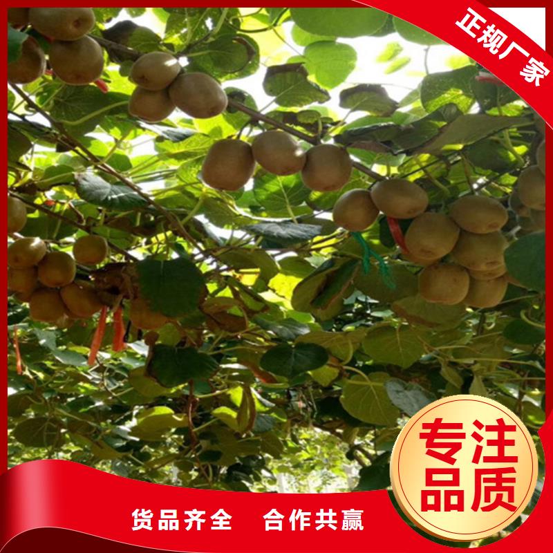 猕猴桃-苹果苗实力商家供货稳定