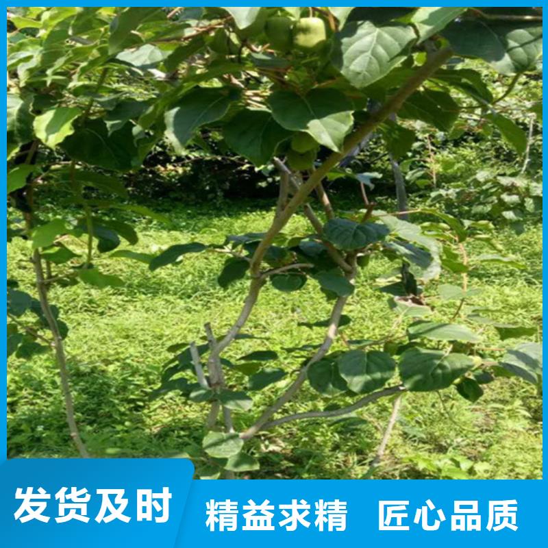 猕猴桃樱桃苗助您降低采购成本