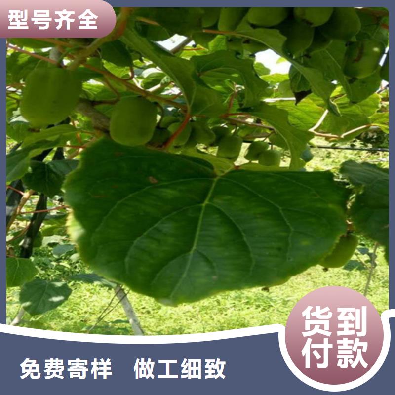 猕猴桃,石榴树按需定做