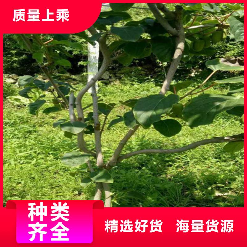 猕猴桃,【猕猴桃苗】直销厂家