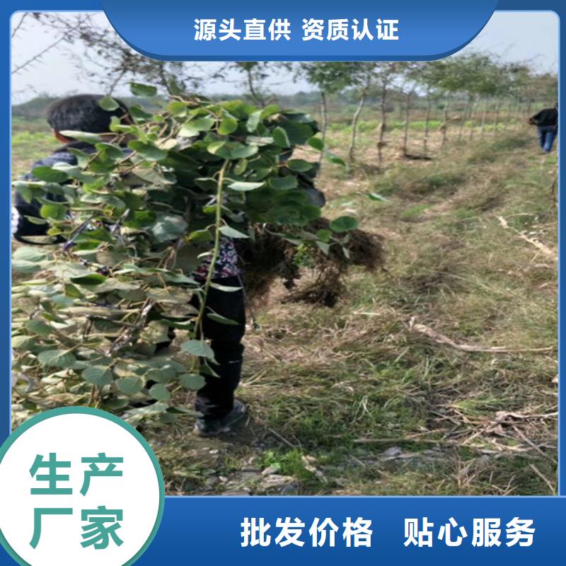 猕猴桃-葡萄苗供货及时