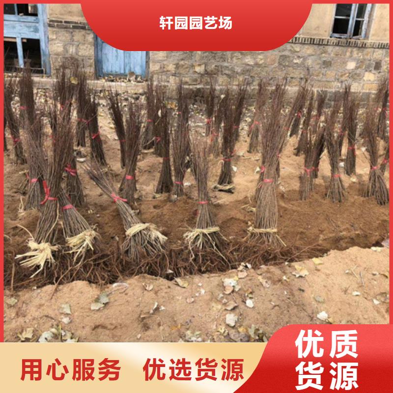 猕猴桃李子苗欢迎来电咨询
