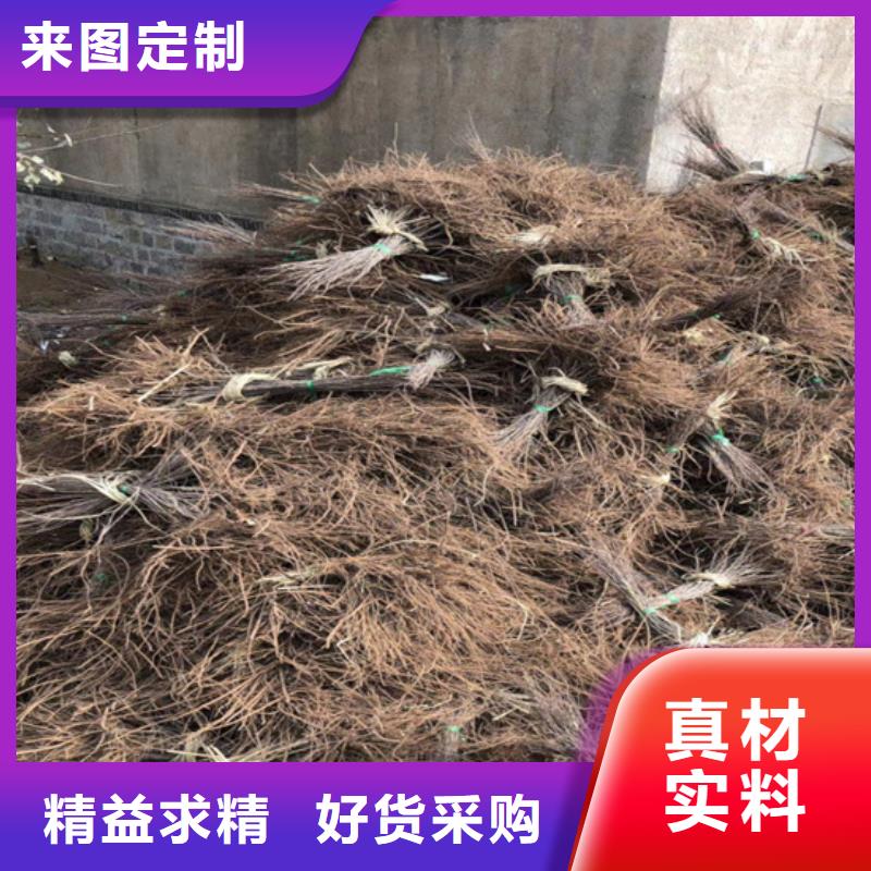 猕猴桃,石榴树按需定做