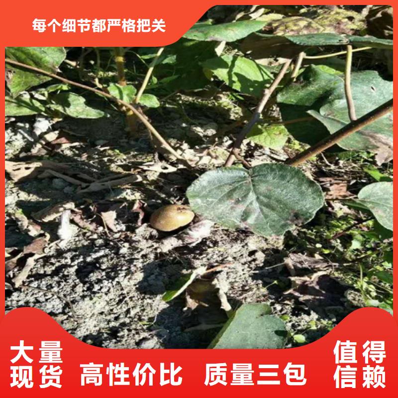 猕猴桃李子苗采购无忧