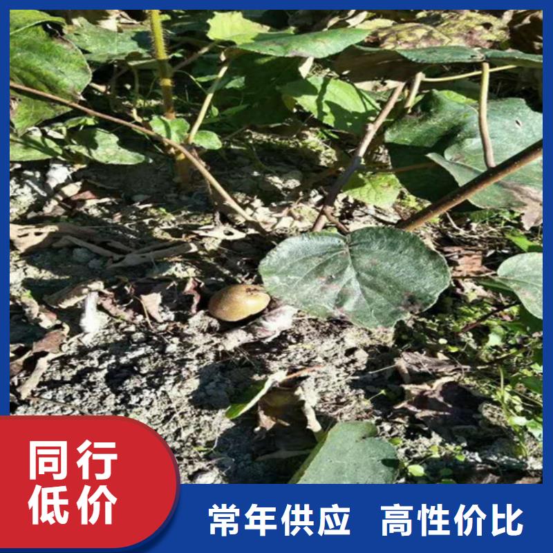 猕猴桃樱桃苗您身边的厂家
