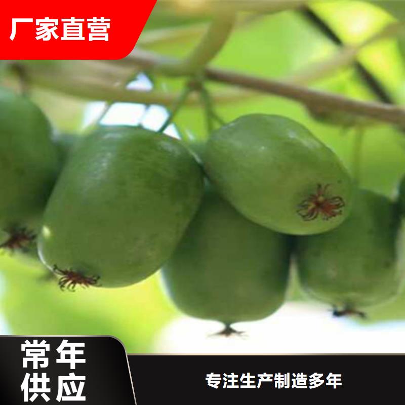 猕猴桃,石榴树按需定做
