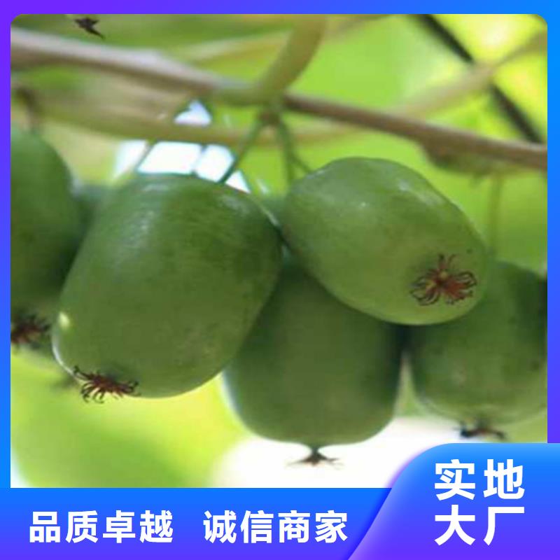 【猕猴桃-樱桃苗丰富的行业经验】