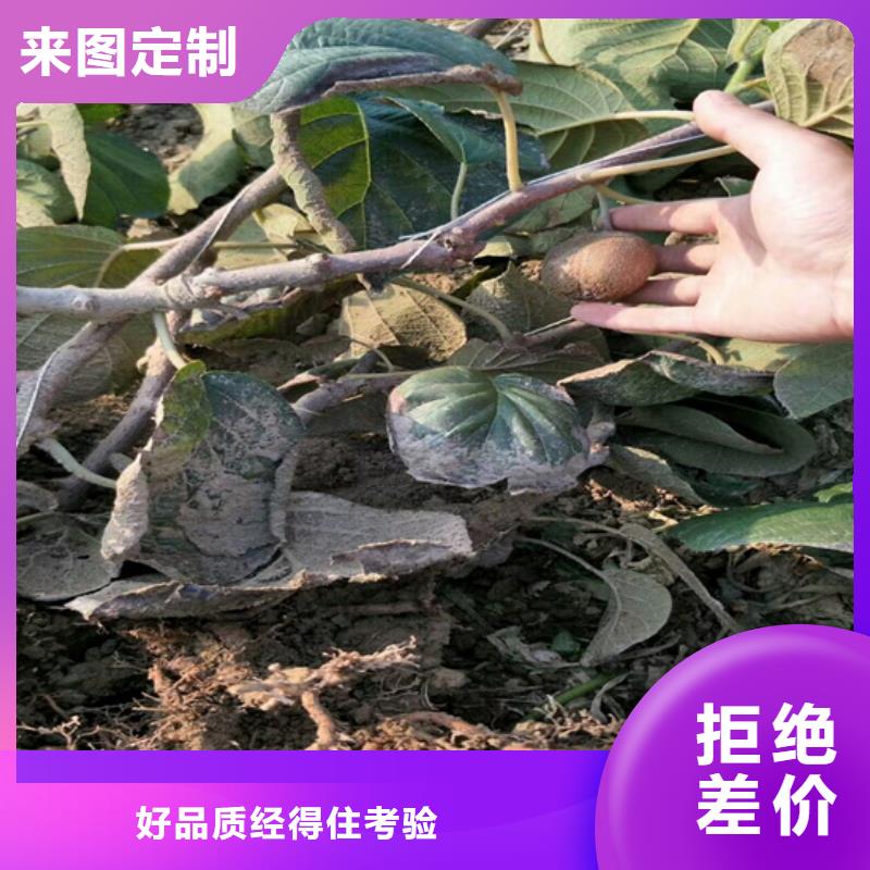 猕猴桃_石榴树欢迎来电询价