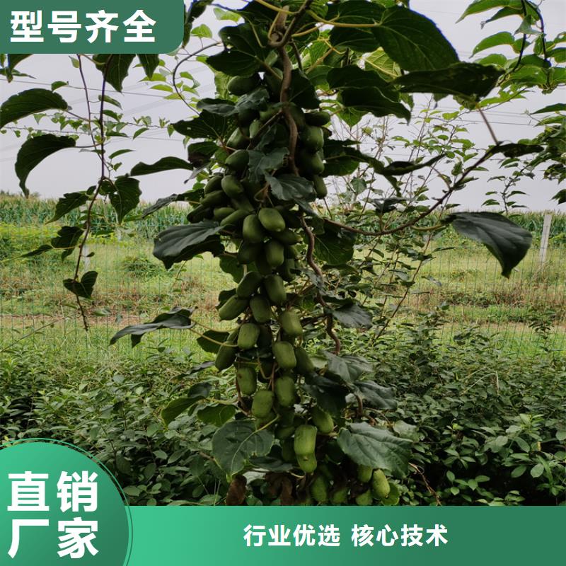 猕猴桃-【苹果苗】源头直供