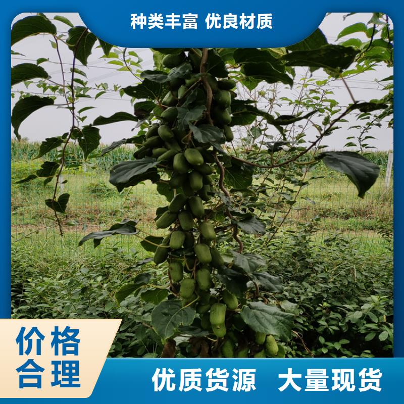 猕猴桃黄瓜苗专业生产品质保证
