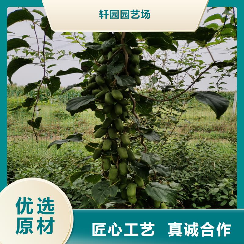 红心猕猴桃苗产量多少