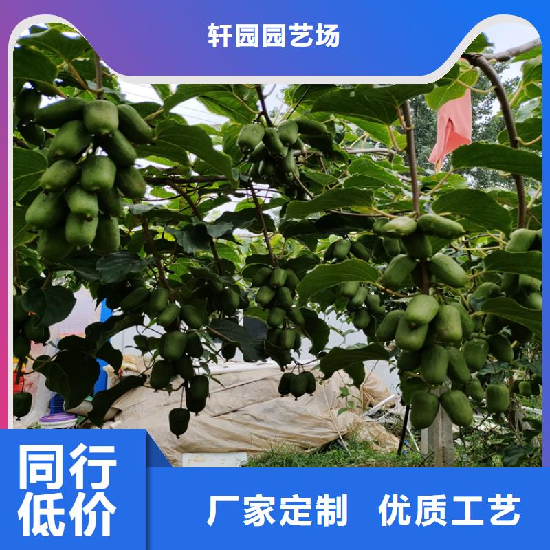 猕猴桃黄瓜苗专业生产品质保证