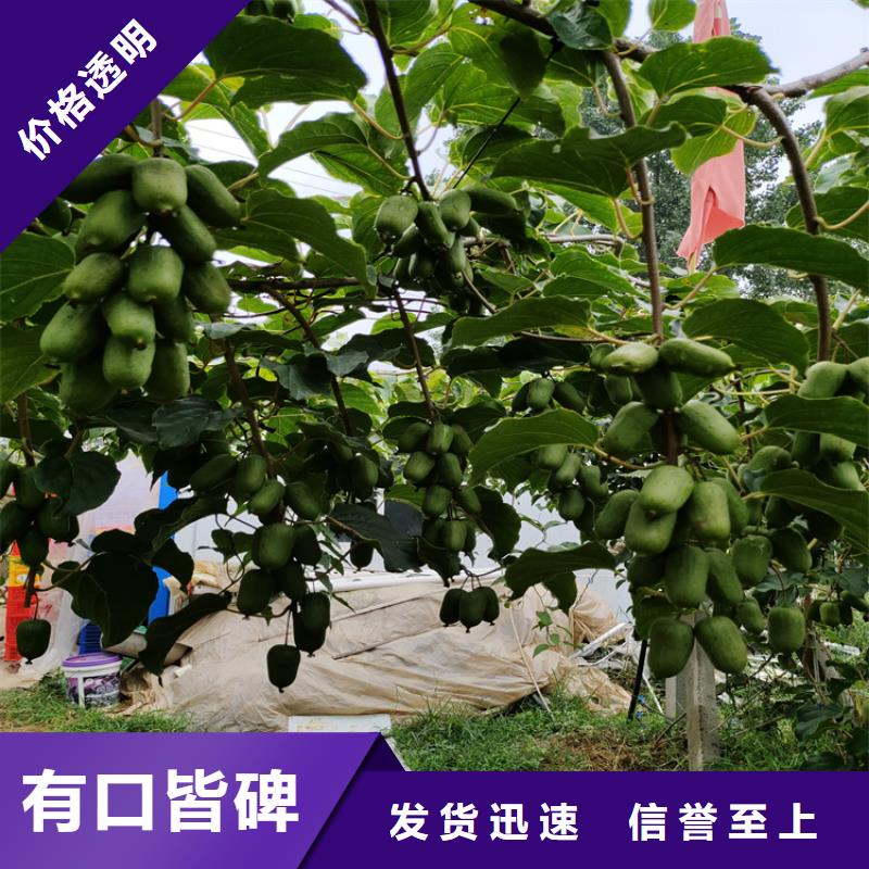 红心猕猴桃苗产量多少