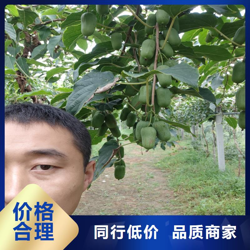 猕猴桃-苹果苗实力商家供货稳定