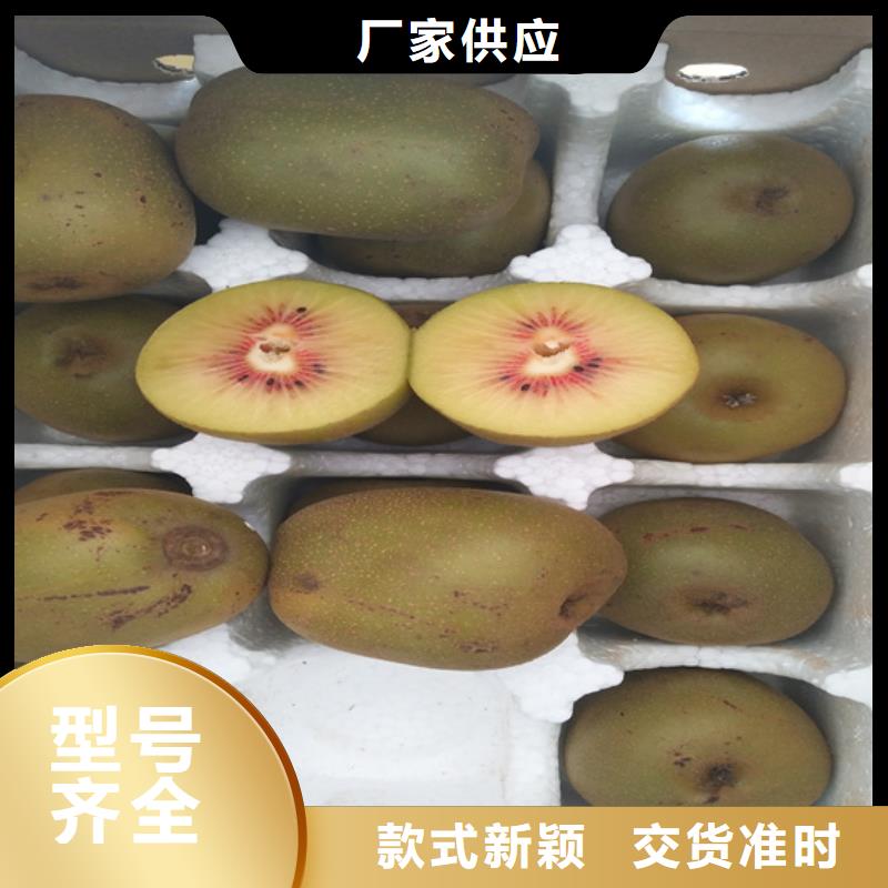 猕猴桃李子苗采购无忧