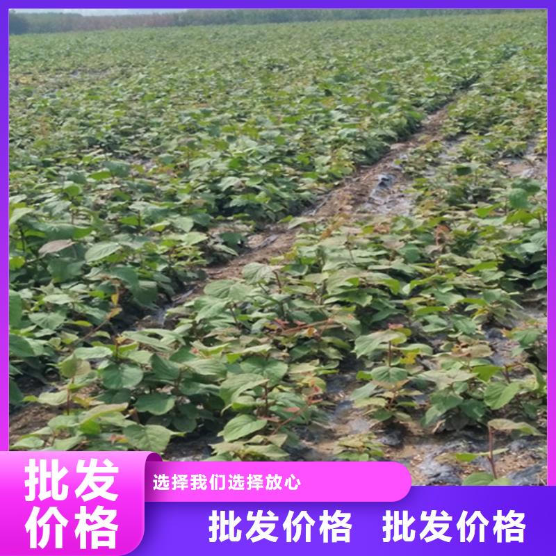 徐香猕猴桃苗基地/轩园园艺场