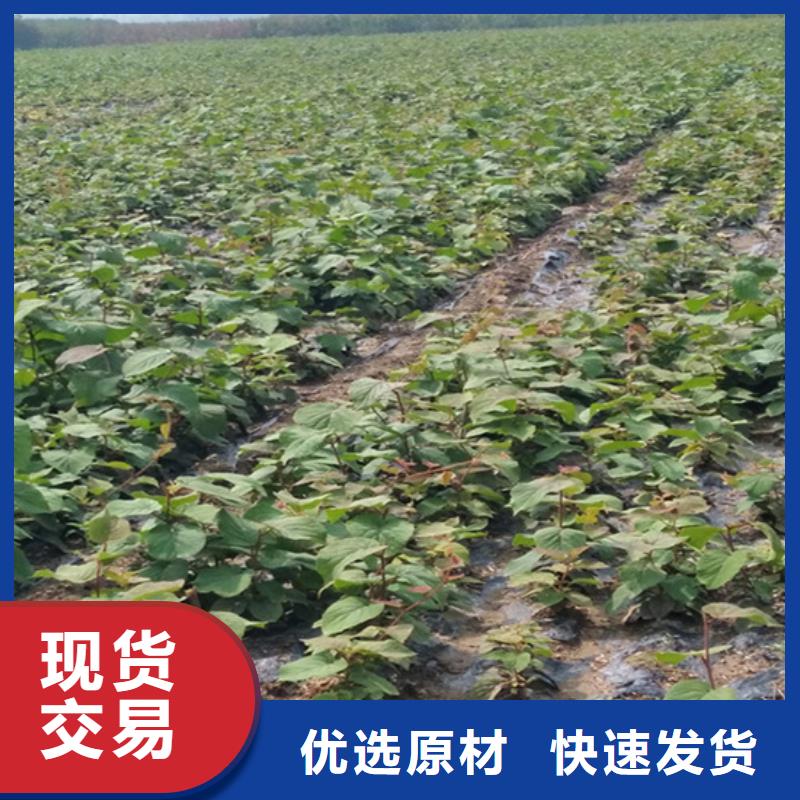 猕猴桃-葡萄苗供货及时