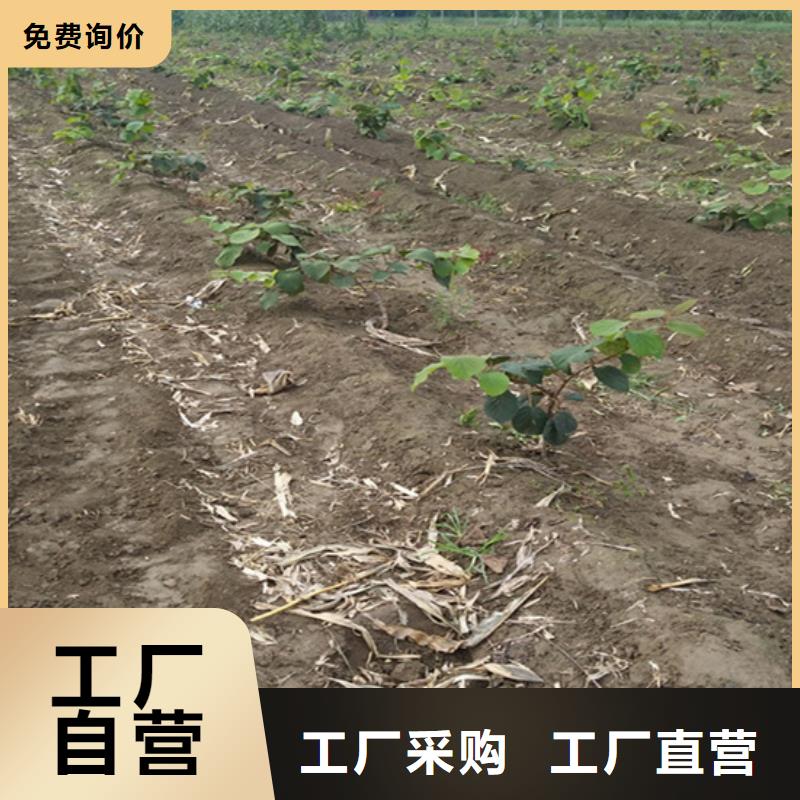 猕猴桃-苹果苗厂家定制
