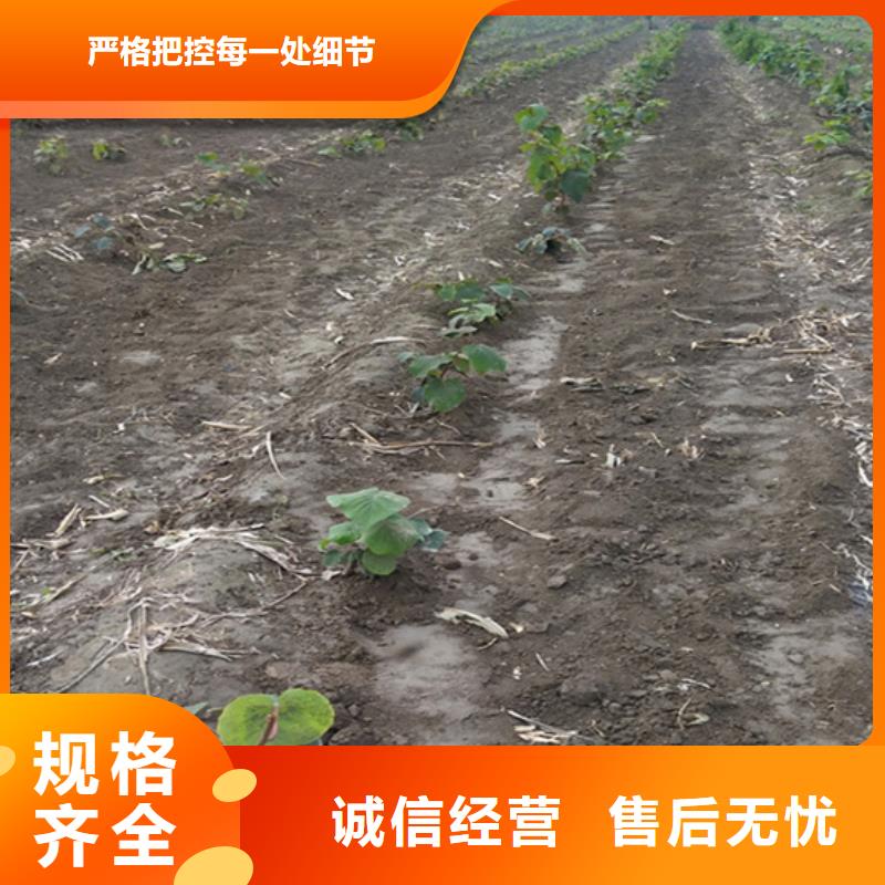 徐香猕猴桃苗基地/轩园园艺场