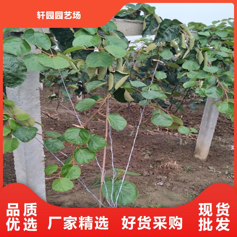 猕猴桃,石榴树按需定做