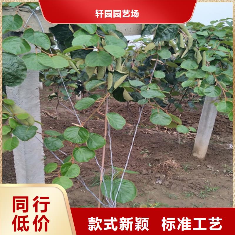 猕猴桃樱桃苗极速发货
