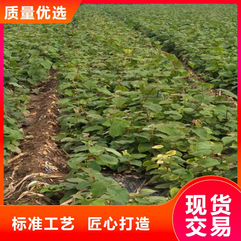 猕猴桃樱桃苗极速发货