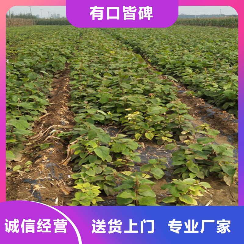 猕猴桃-葡萄苗供货及时