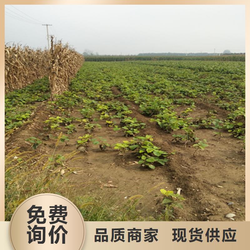 猕猴桃_樱桃苗甄选好厂家