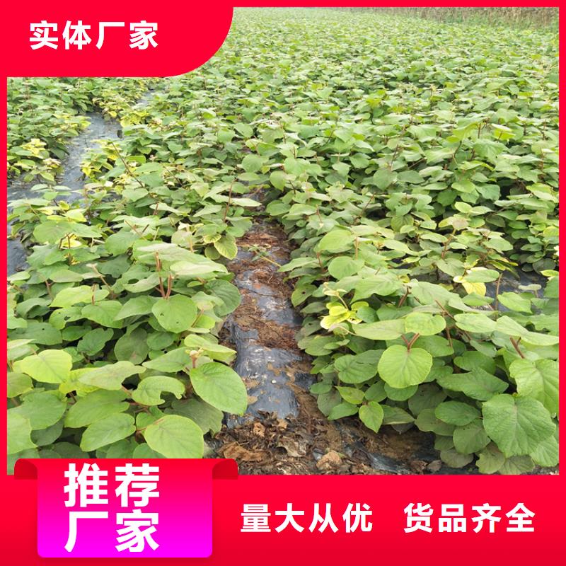 猕猴桃-苹果苗厂家定制