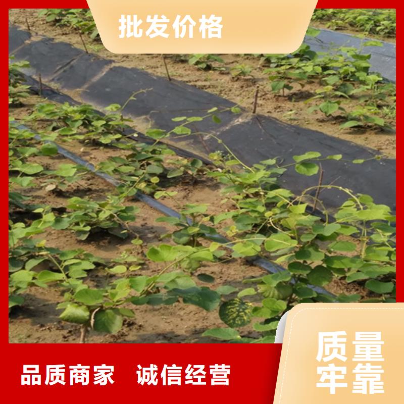 猕猴桃-葡萄苗供货及时